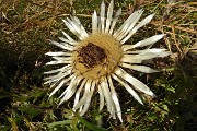 84 Carlina bianca (Carlina acaulis)